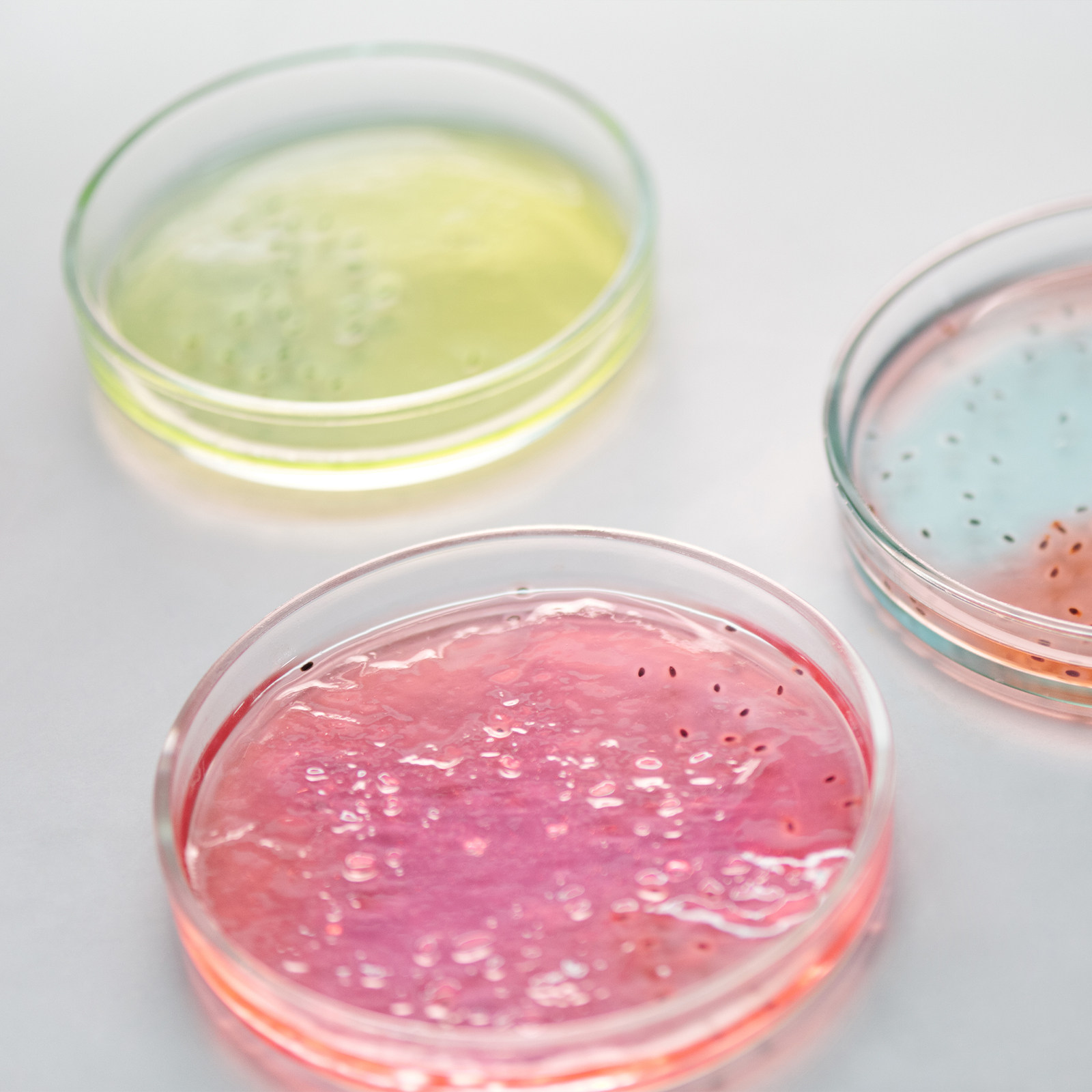 Glass Petri Dish Laboratory Us - Agar Tissue Culture ulasan dan harga