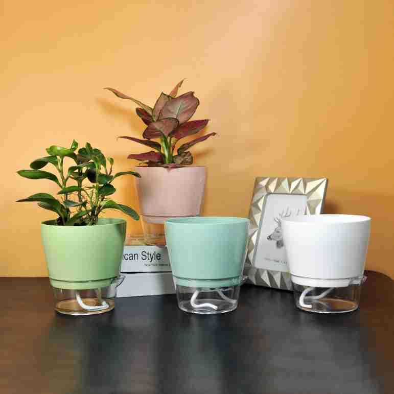 Lazy Flower with Drainage Hole - Self Watering Insert ulasan dan harga