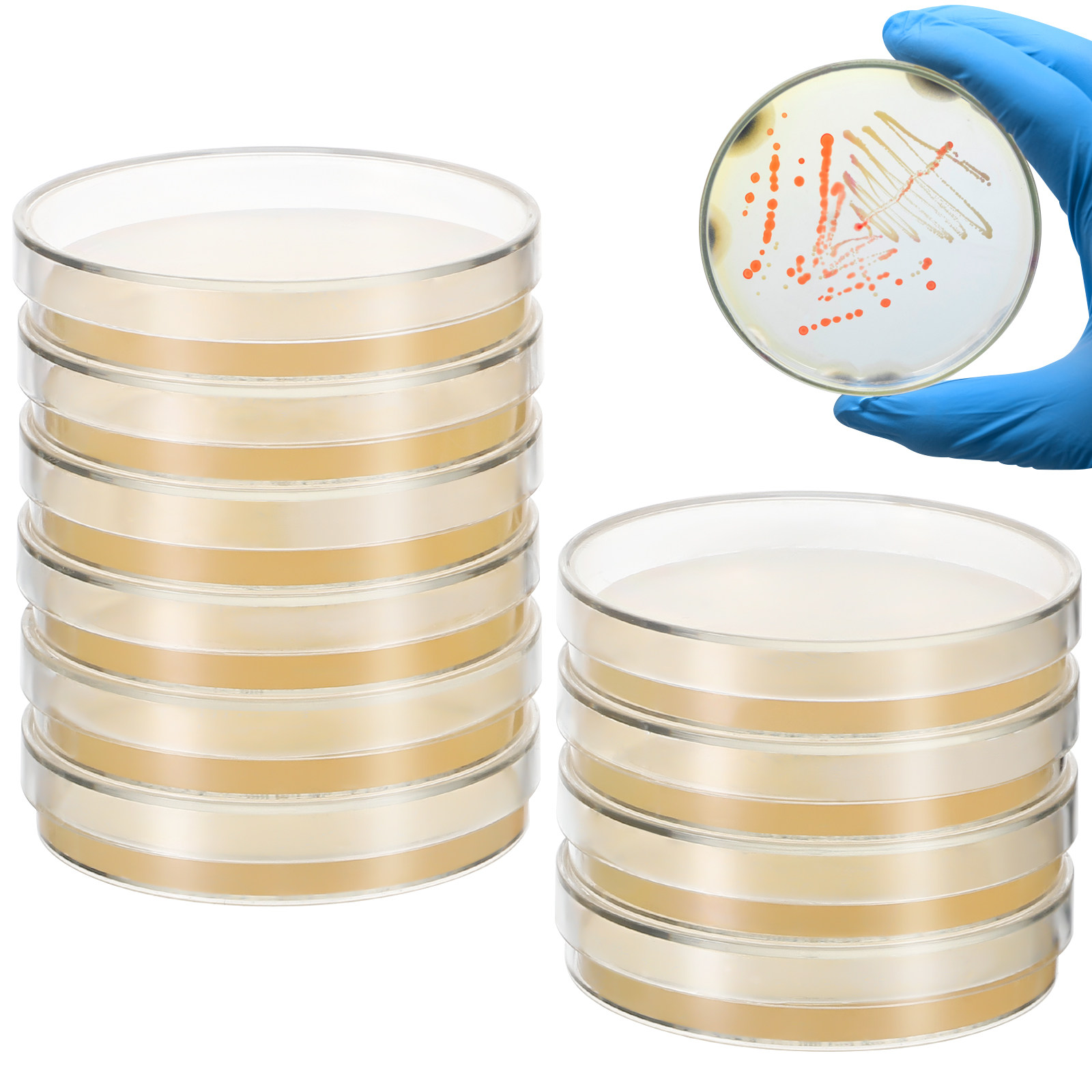 20Pcs Pre-Poured Agar Plates N - Agar Tissue Culture ulasan dan harga